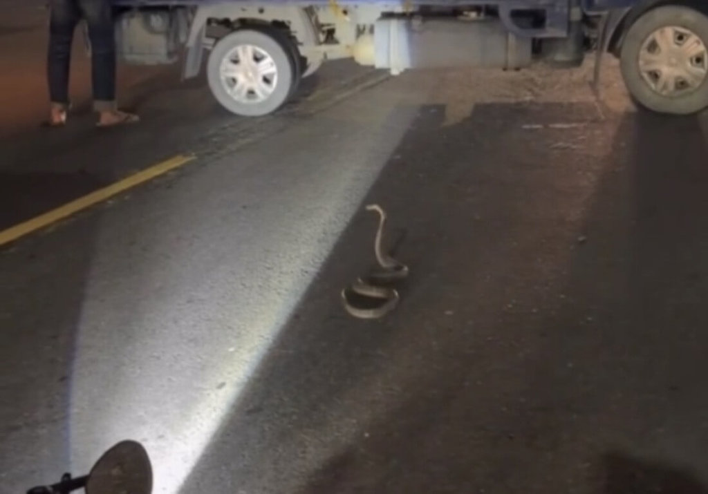 眼鏡蛇過馬路釀機車追撞2傷 高雄農業局到場捕捉