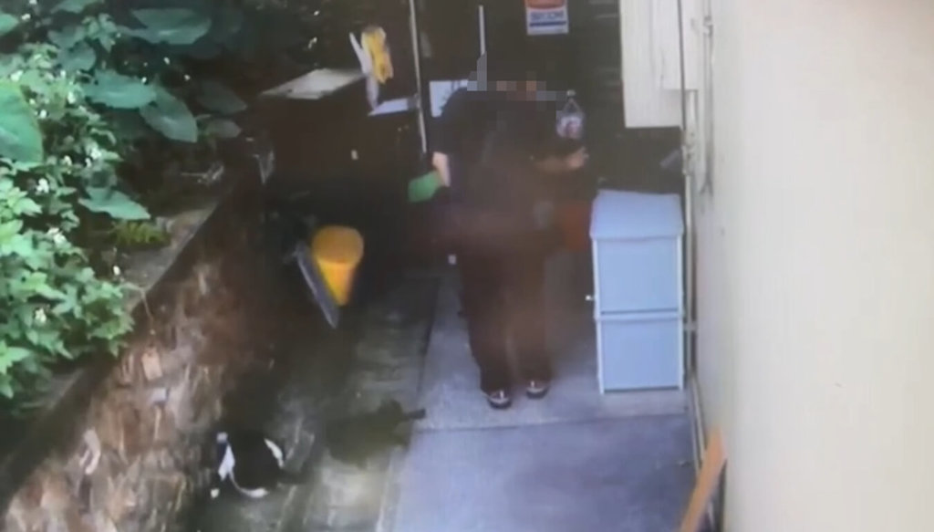 猴硐辣椒水噴貓案 瑞芳警逮犯嫌稱心情差