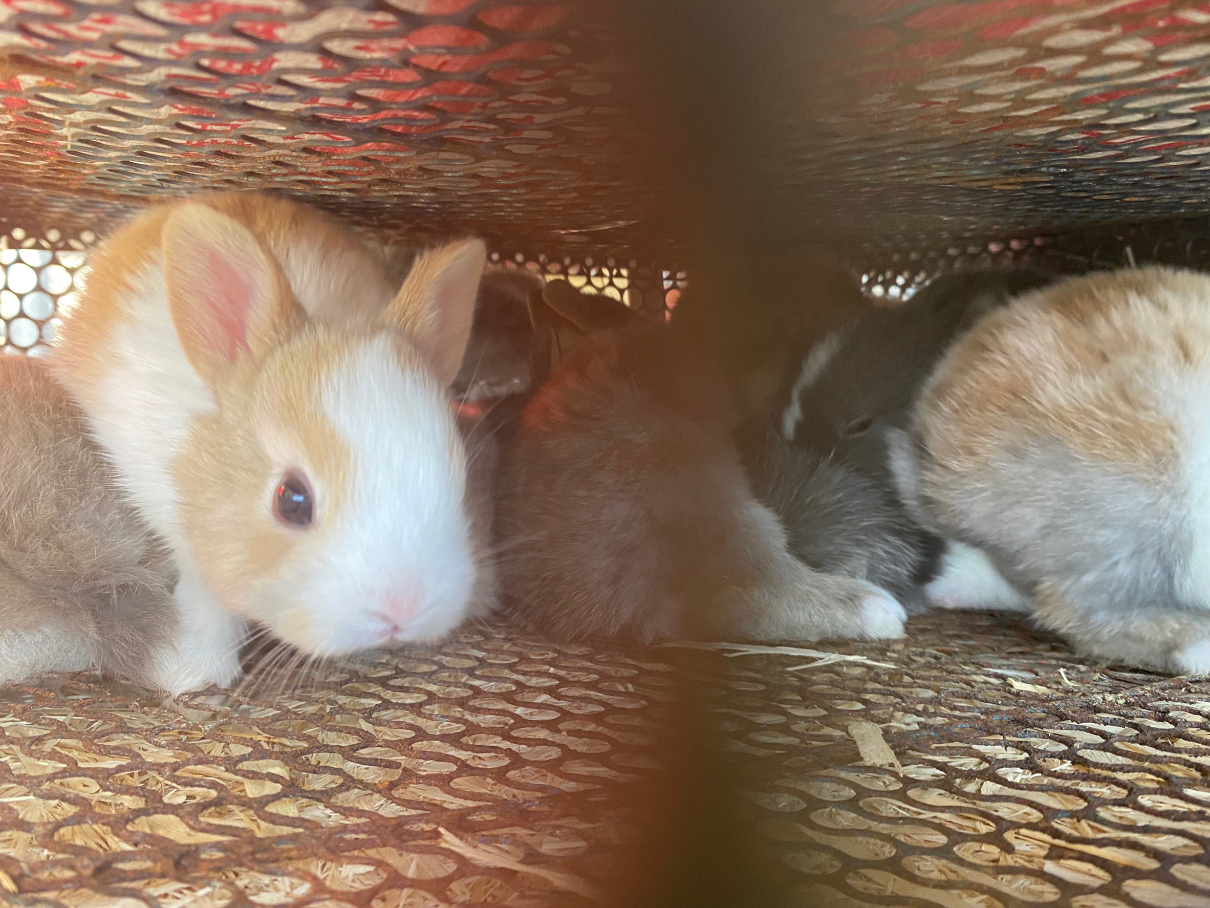  動物裝箱的空間狹小，兔子們被迫擠壓在一起。 圖：台灣愛兔協會提供 