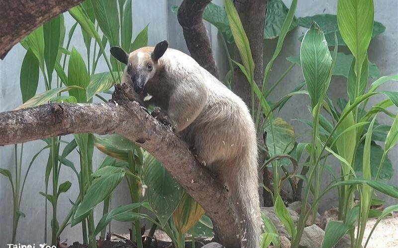 台北市立動物園小食蟻獸「黑妞」失蹤!園方罕見發布協尋動物資訊