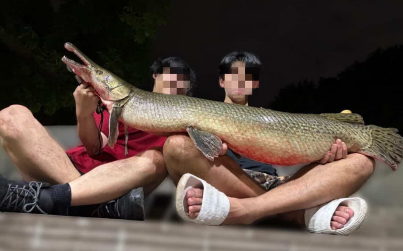 228公園吉祥物「鱷雀鱔」竟遭宰殺!成大釣魚社PO料理照 北市府公園處將開罰
