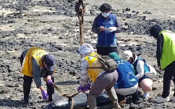 昨才重返大海!澎湖青螺濕地驚見「3死亡海豚」疑為沙港迷航個體