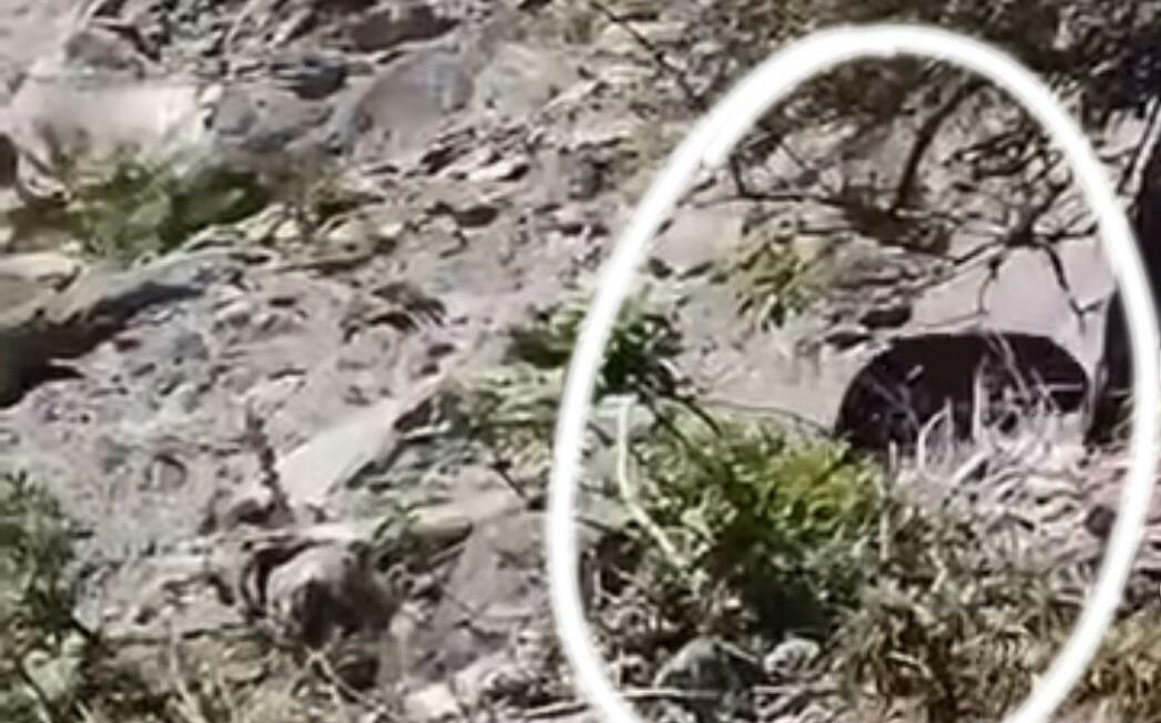 熊出沒!花蓮玉里民眾遭母子熊追趕 夏天登山要小心