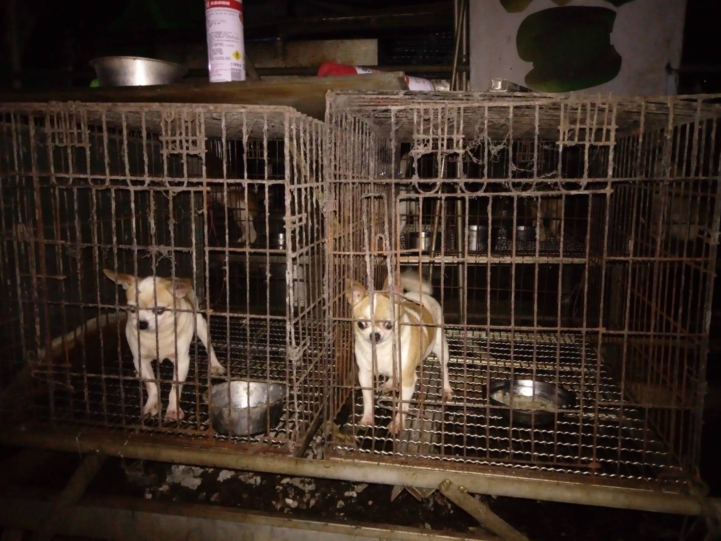 大型非法品種犬繁殖場藏身三峽山區被查獲 生活 Newtalk新聞