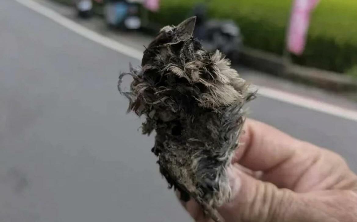 是「牠」惹的禍!彰化3871戶無預警停電5小時 深夜才全數復電