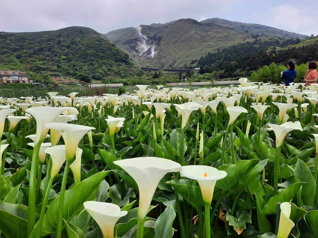 陽管處攜農友減藥 保育類赤腹游蛇重返竹子湖