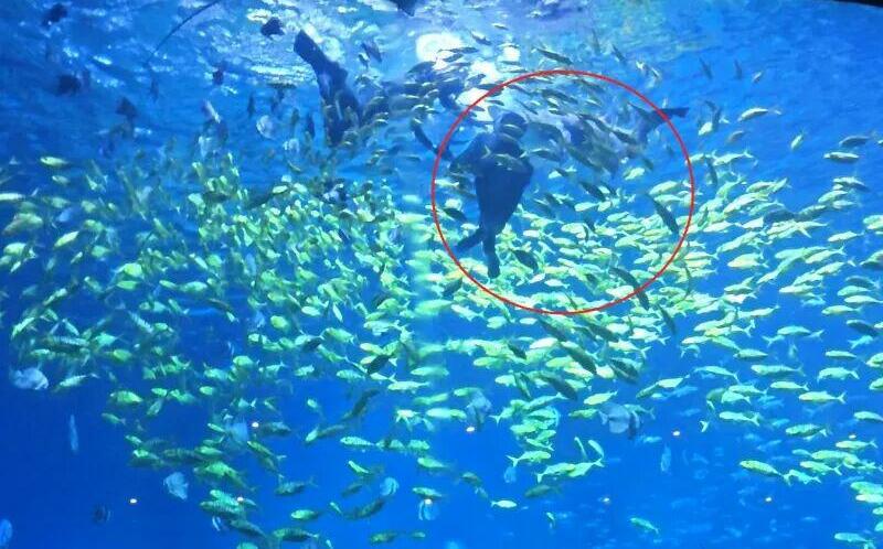 3公尺巨鯊突襲!長沙男體驗潛水遭鯊魚爆頭:右側頭皮慘遭撕裂