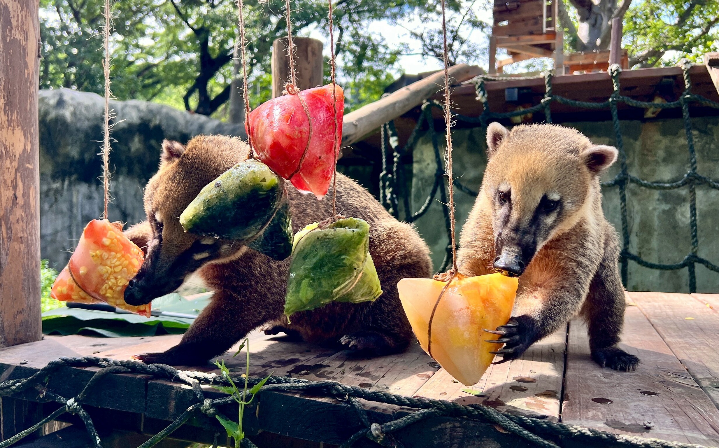 壽山動物園端午飄「粽香」 保育員量身打造應景專屬佳餚