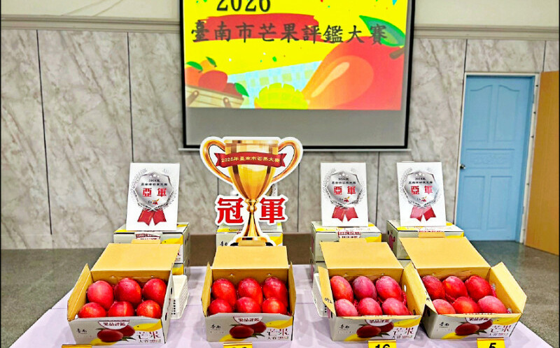 打敗49名在地高手!台南愛文芒果評鑑出爐 冠軍果農曝不噴藥獨門秘招