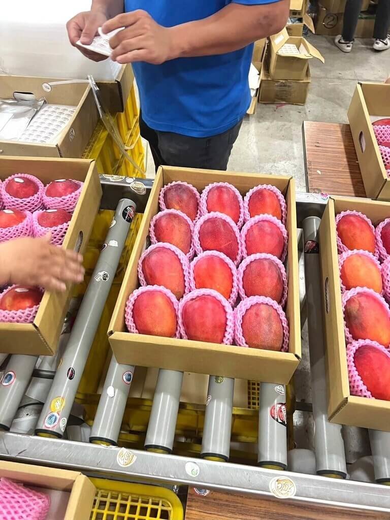 台灣芒果荔枝首批空運抵英國 多元通路放眼歐洲