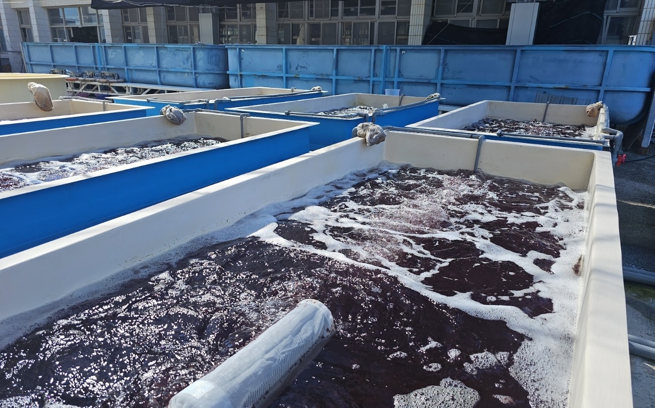 水試所開發高效能養殖「海門冬」!動物食用可減少碳排