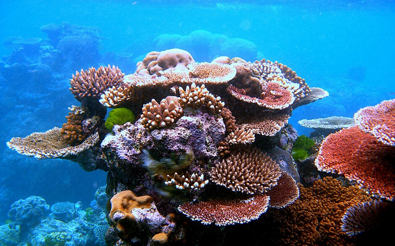 大堡礁逃過「瀕危」名錄!UNESCO最新決定 澳洲:肯定保育努力