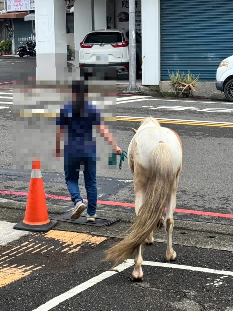 颱風天岡山駿馬獨自壓馬路 民眾牽到警局飼主領回