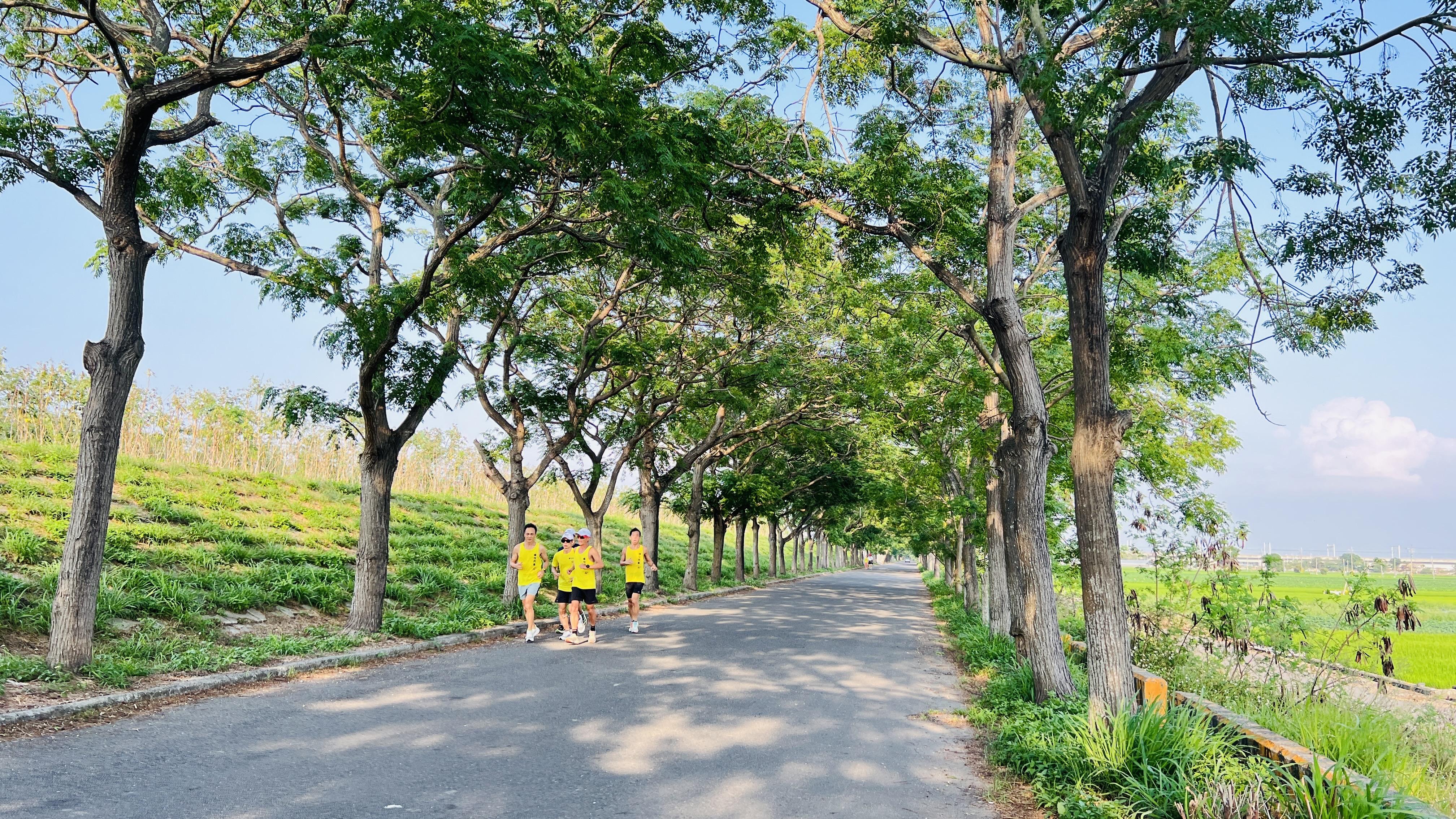  六腳苦楝樹綠色隧道。 嘉義縣府提供 