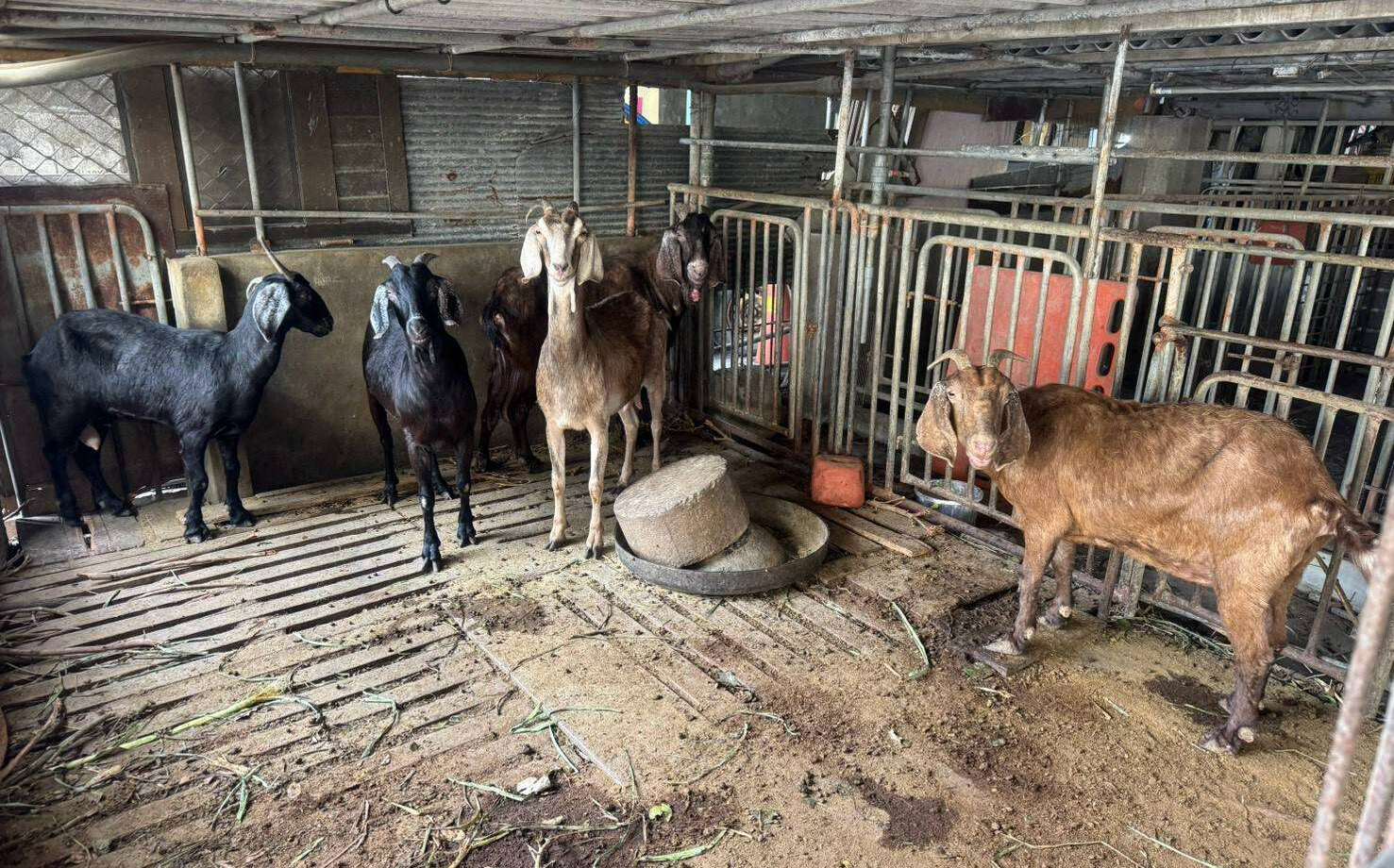 食安連環爆!雲林羊肉驗出戴奧辛 預防性下架4公噸嘉南羊乳