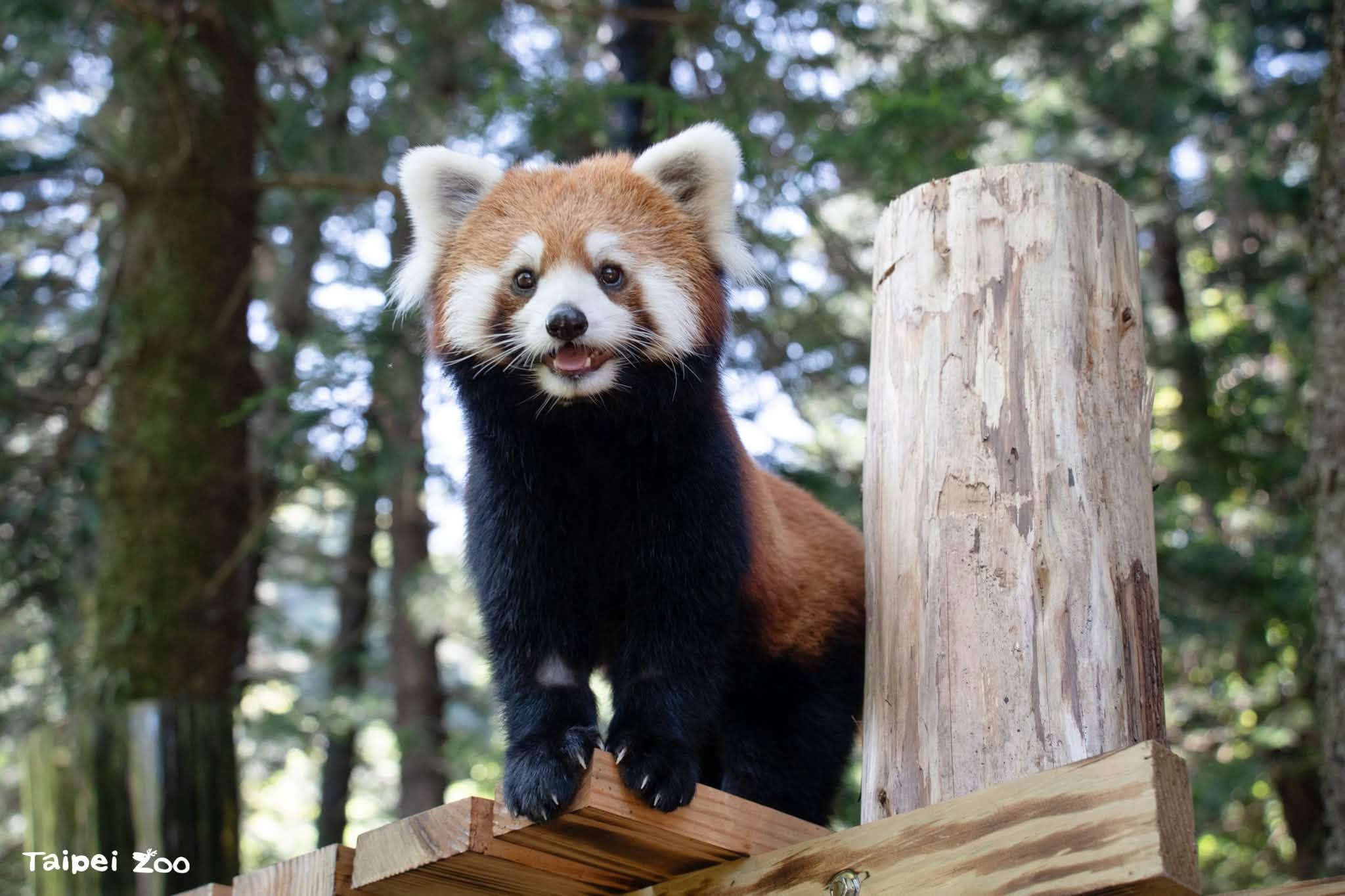  來自上海動物園的兩隻可愛小貓熊，經過一個多月的檢疫與環境適應，終於和大家見面了！ 圖：蔣萬安臉書 
