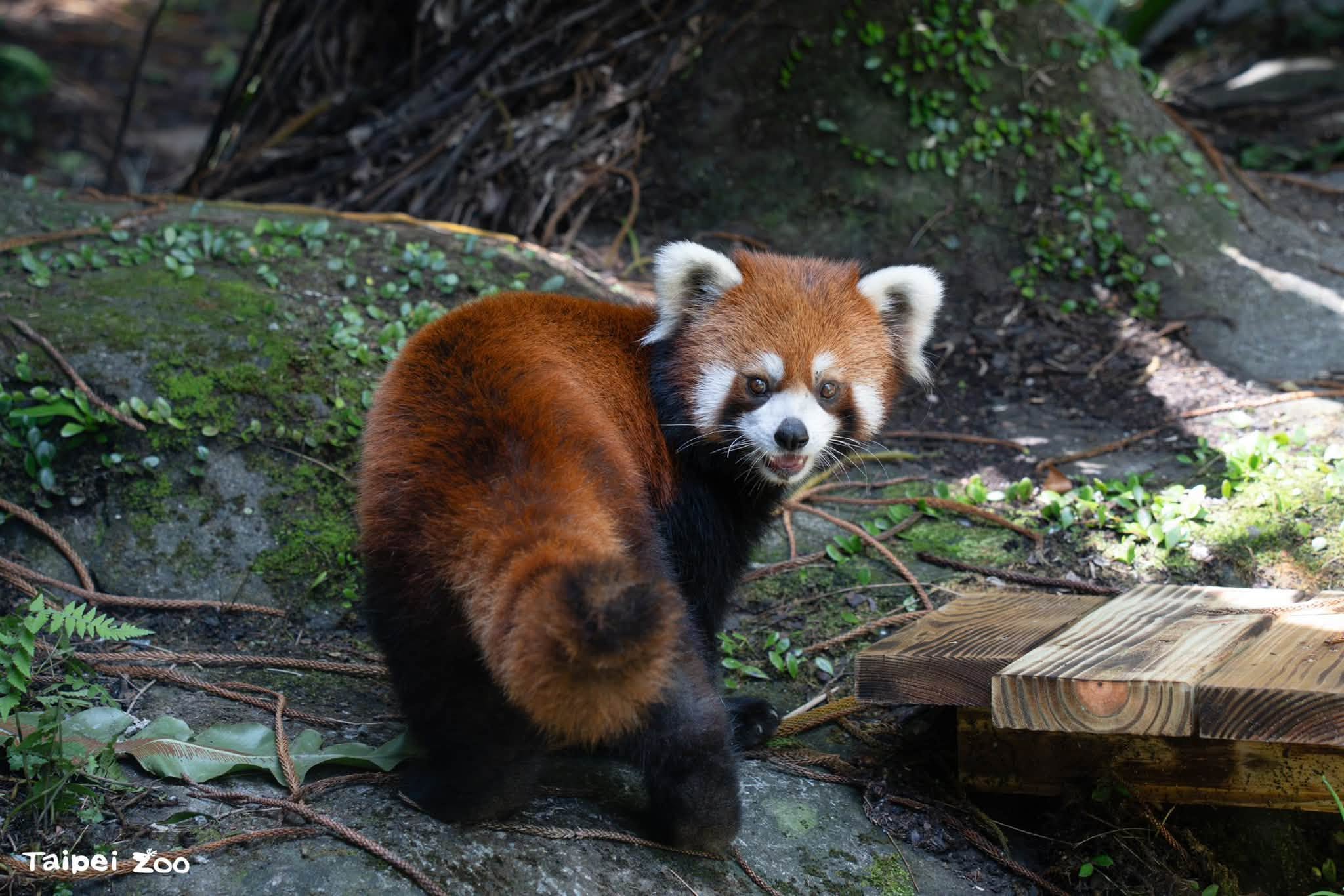  來自上海動物園的兩隻可愛小貓熊，經過一個多月的檢疫與環境適應，終於和大家見面了！ 圖：蔣萬安臉書 