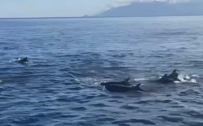 (影)罕見畫面曝!龜山島外海早晨剛遇海豚群 傍晚再迎「偽虎鯨」突襲