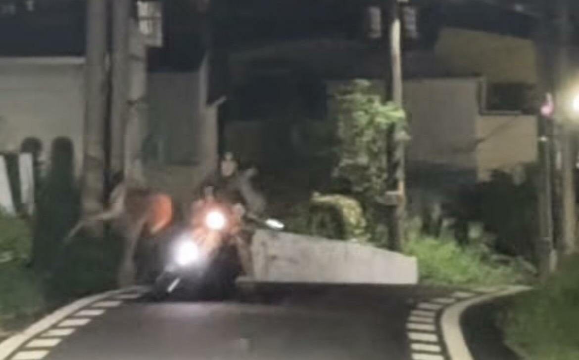 嚇壞!彰化八卦山驚傳「人鹿對撞」 巨大水鹿「自殺式暴衝」對撞機車騎士