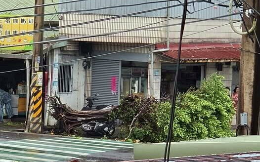 白海豚颱風來襲「淡水疑出現龍捲風」!榕樹連根拔起驚悚畫面曝