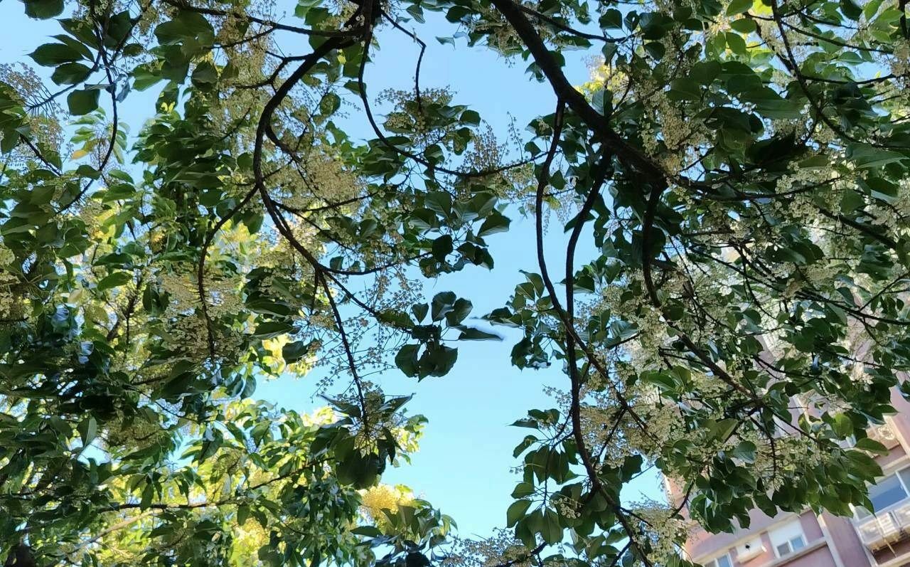 立秋限定美景!台北70株錫蘭橄欖盛開 花瓣鋪地美如雪毯