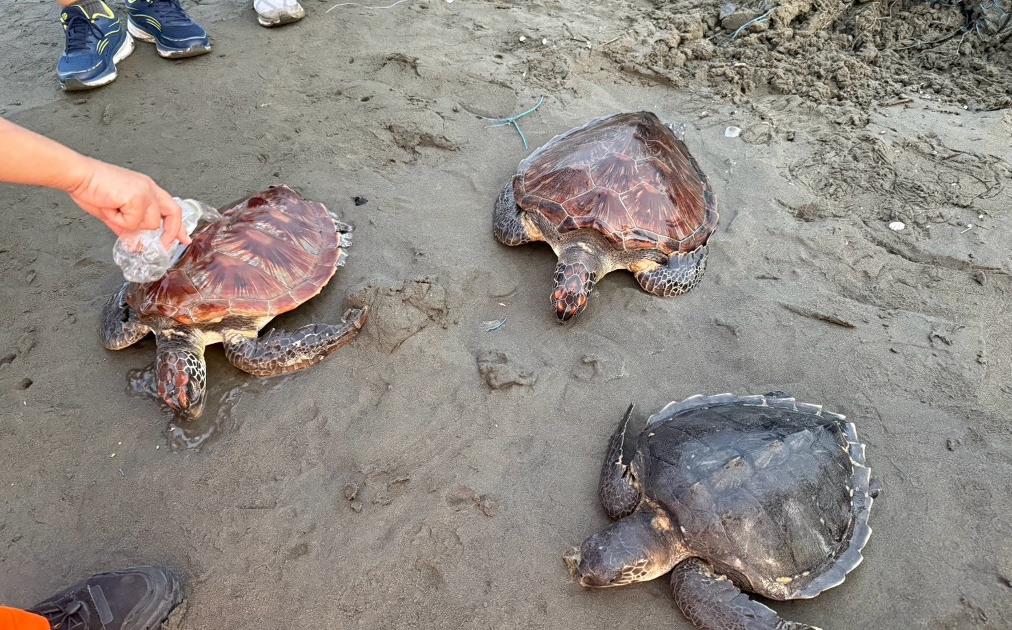 廢棄漁網死纏!3海龜驚險脫困 急送海生館安置