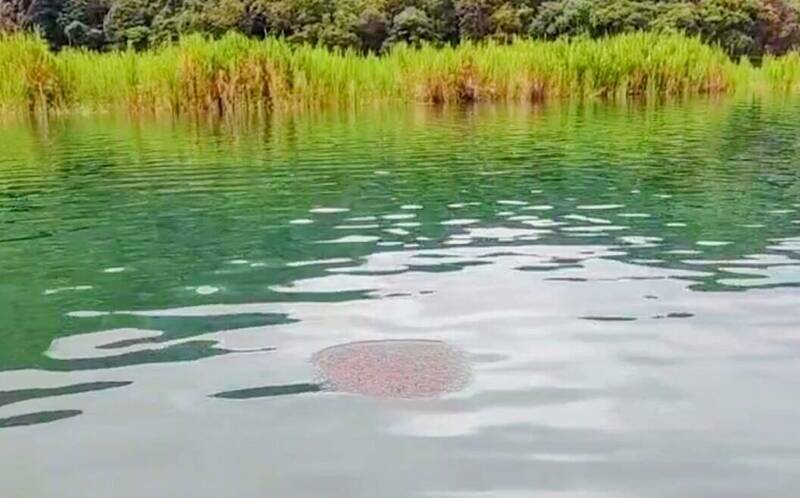 惡霸肆虐!日月潭滿水位助長「魚虎」大繁殖 電撈狂抓近3萬尾