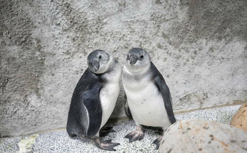 萌度爆表!台北動物園企鵝三寶亮相 兄弟檔黏踢踢、老大游泳特訓中