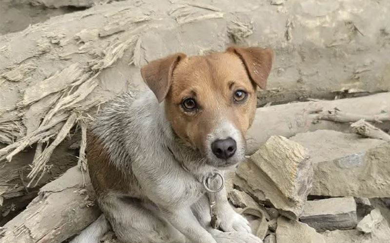 花蓮搜救犬Wilson死因成疑遭爆「不單純」! 議會要求消防局專案報告