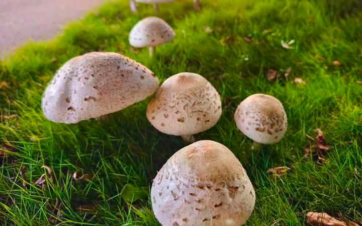 高雄安全島「這幕」太獵奇!19朵巨型白菇冒出 圓潤飽滿超療癒