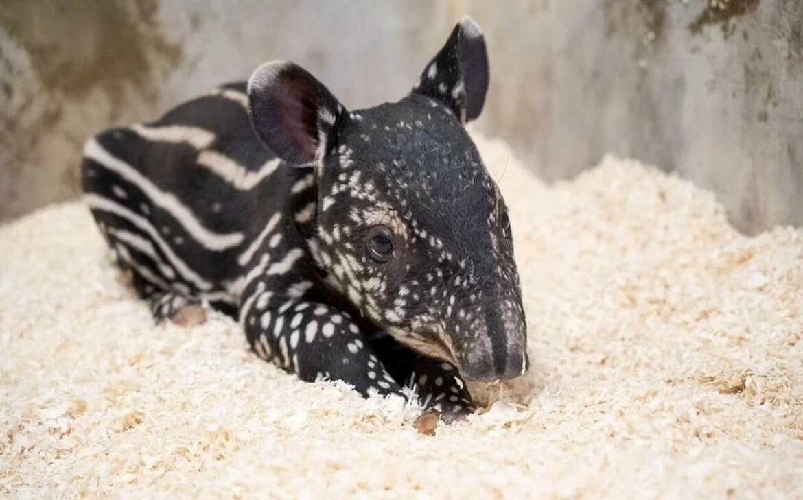 北市動物園迎新成員!馬來貘女寶超萌亮相 出生秒找媽媽討奶喝