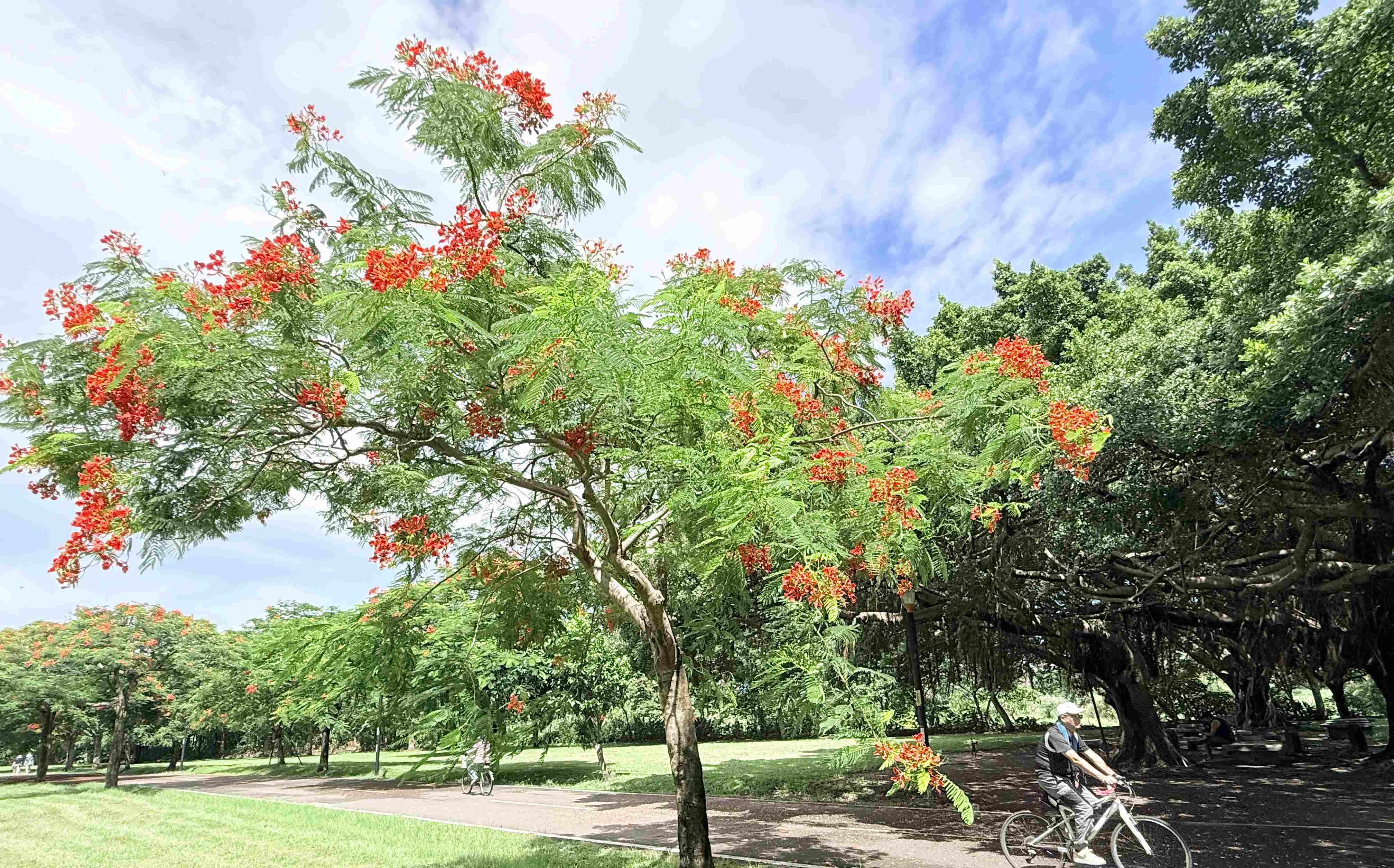 夏末限定美景!新北大漢溪畔鳳凰木盛開 紅花沿河岸綻放成花海