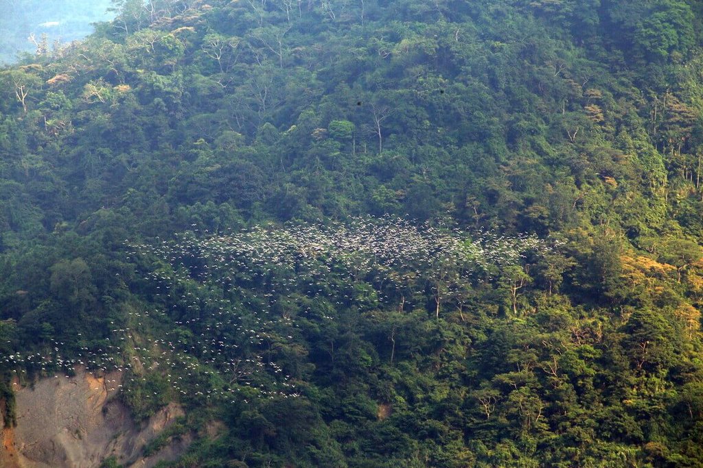 萬鷺朝鳳候鳥季登場 梅山太興村迎來生態奇景