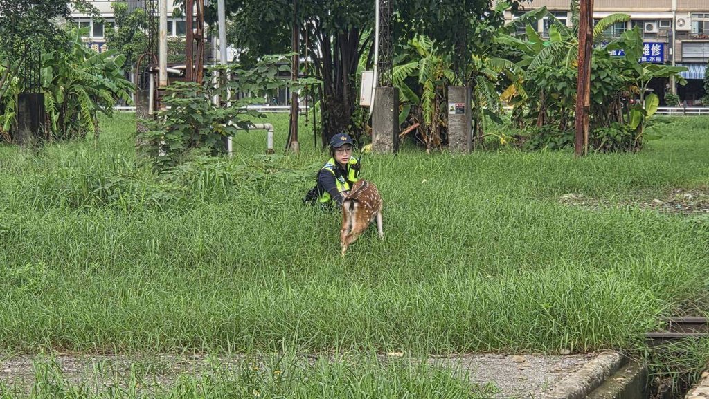 梅花鹿夜遊高雄街頭 警會同飼主誘捕幸未釀事故