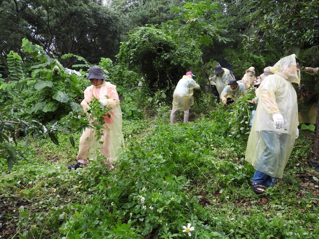 林保署南投分署防治「綠癌」小花蔓澤蘭 每公斤5元收購