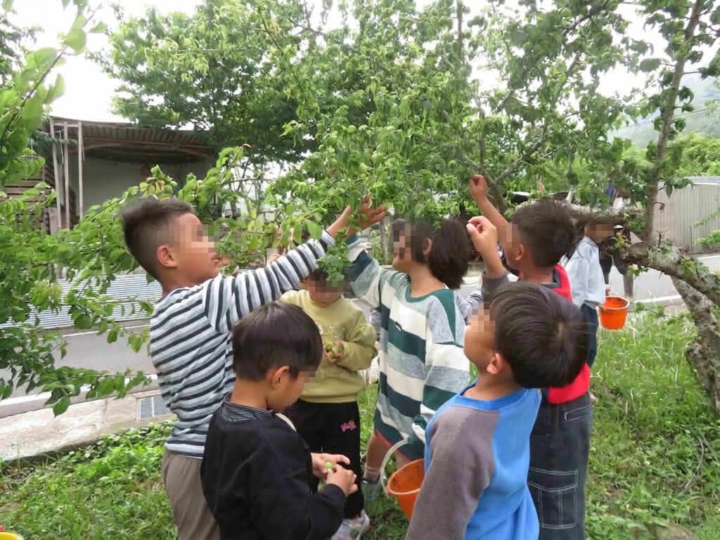 幼兒園遊戲日常融入本土語 種小米紅藜學部落智慧