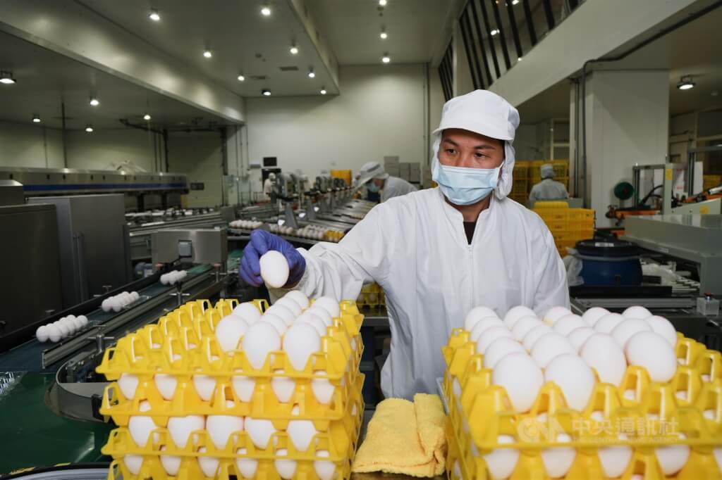告別洗一顆賠一顆 解密全台最大蛋雞牧場現代化長征路