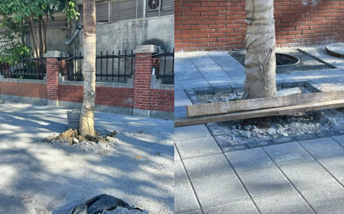 中國剛做台灣就跟進?水泥封樹照瘋傳 評論家疑:遭刻意操盤
