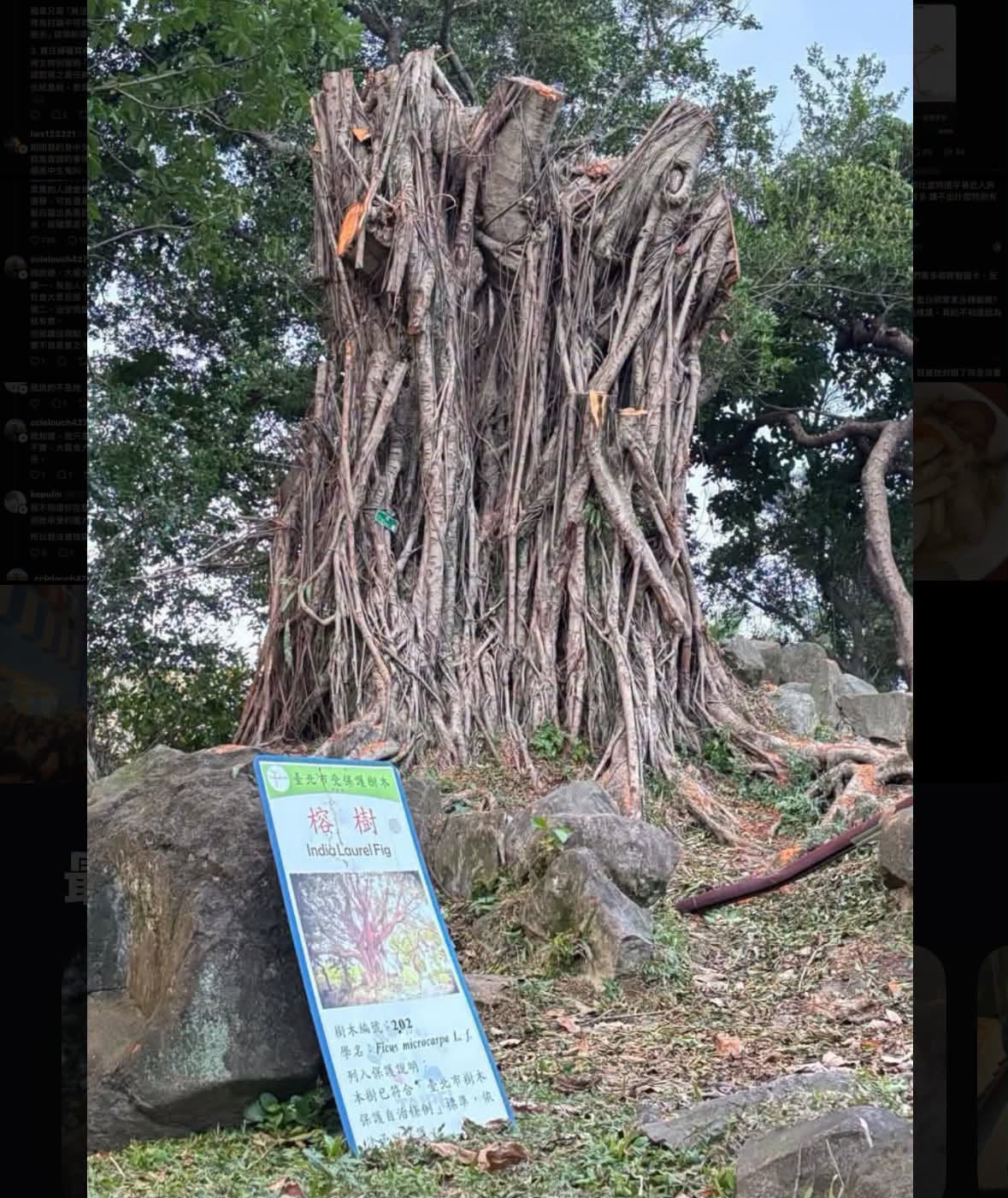 保護中老榕樹竟被砍到禿!音樂人怒問北市府:為何至今沒說明