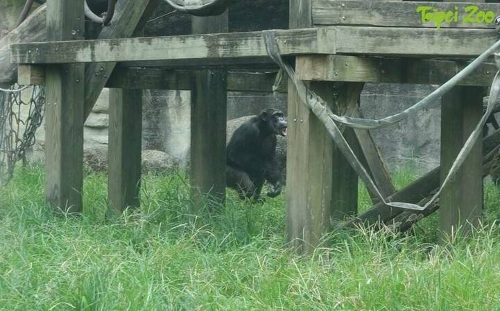 全員逃跑中!驚傳黑猩猩結伴翻牆脫逃 台北動物園證實