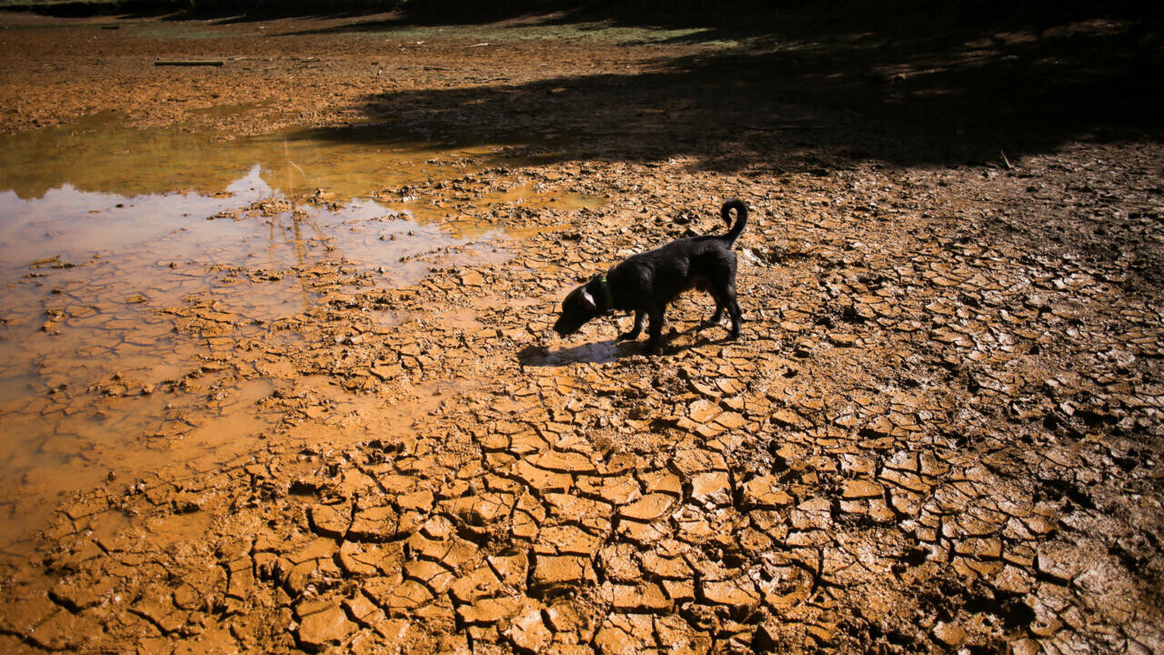  專家示警，聖嬰現象將使全球陸地氣溫比正常值高出 1.2°C ，全球極端高溫天數更將增加 44% 。 圖:翻攝自 X @France24_fr 