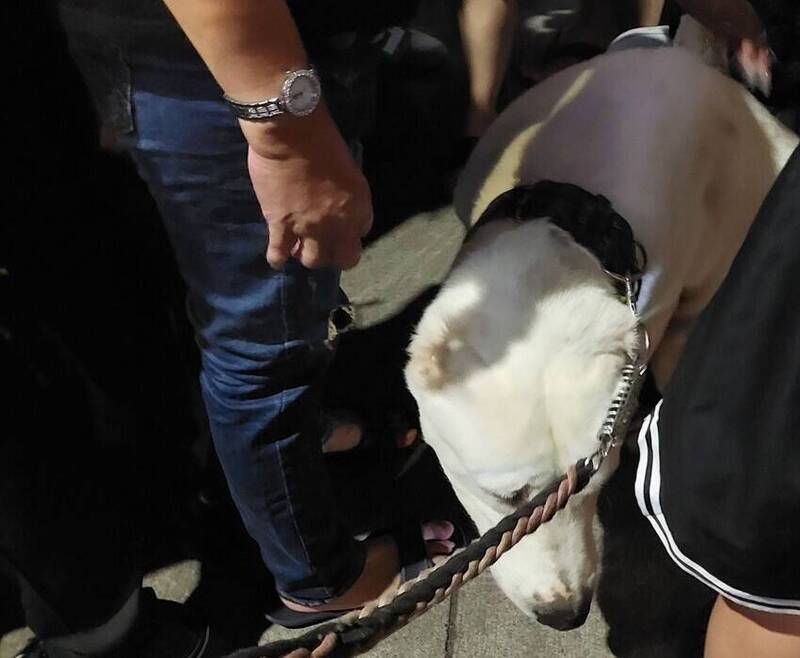 牽牧羊犬逛瑞豐夜市 母女被嚇到逼道歉!網友氣炸:家教很重要