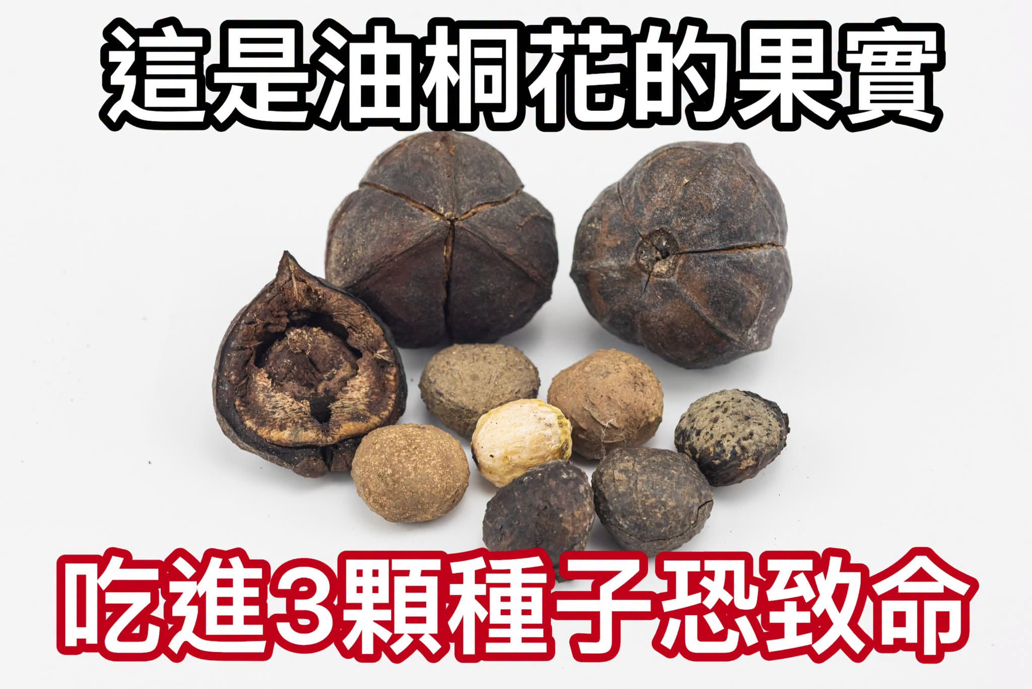 北市14學生誤食油桐果實送醫!醫示警:沒有專屬解毒劑