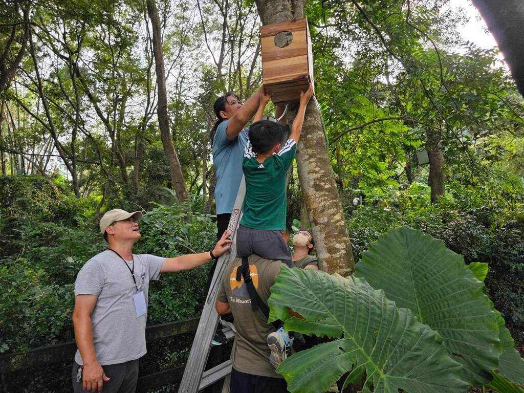 領角鴞找不到樹洞育雛 國產材邊角料蓋溫暖新家