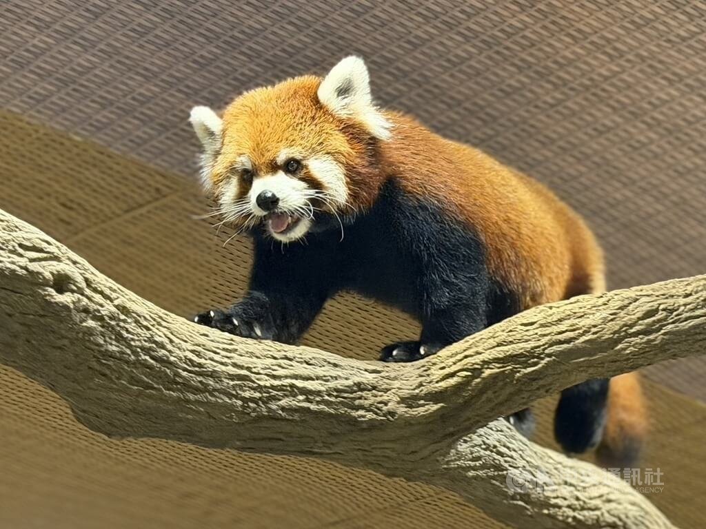 小貓熊奇奇台北到新加坡亮相 吃好睡好有粉絲慕名來