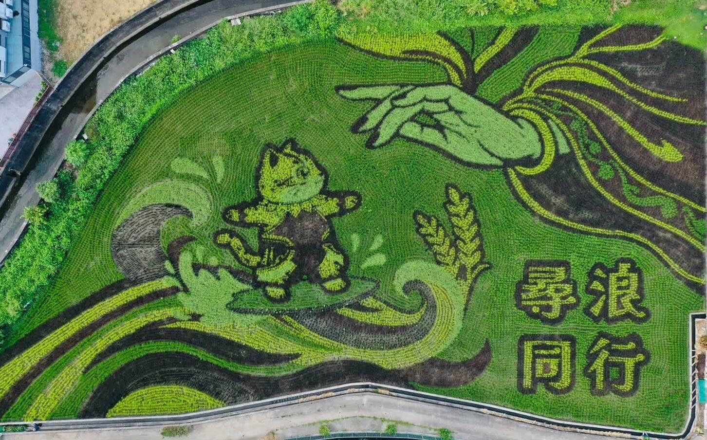 來去看「貓裏喵」稻田衝浪!苑裡稻浪生活節10/17登場