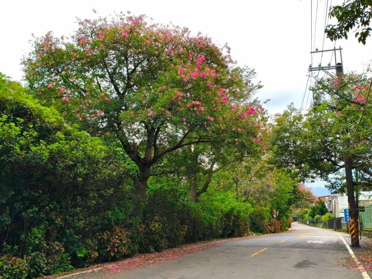 美人樹花開7成!散步淡水「粉紅大道」 感受秋季浪漫