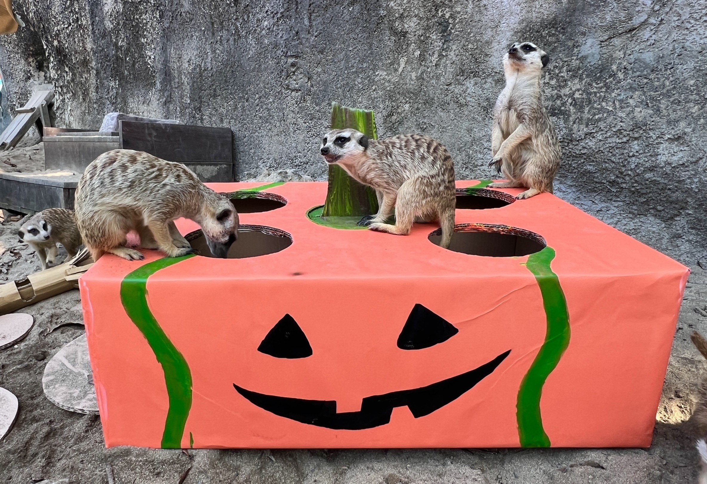 壽山動物園萌鬼派對10/24登場 親子變裝免費入園、內門野森動物嘉年華遊行