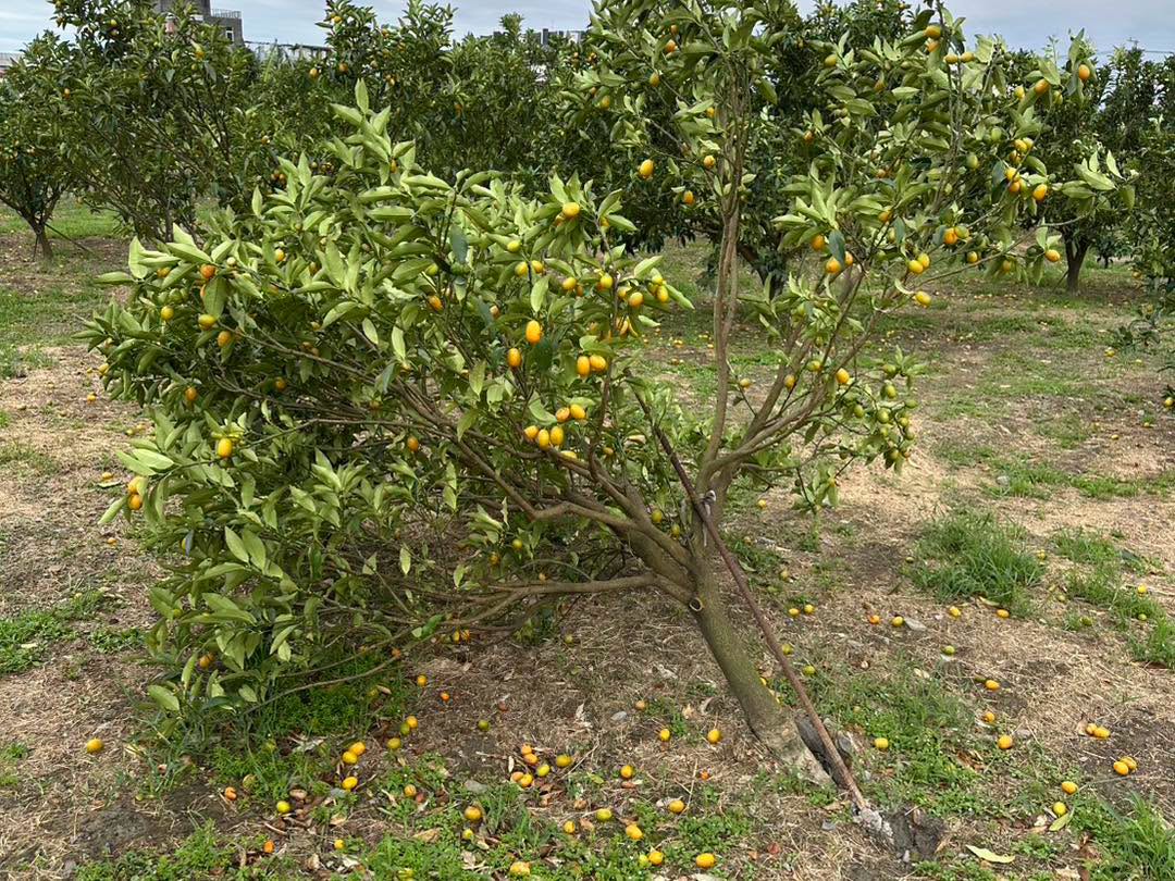 薔琵颱風威力太大!全台農損失2億5,634萬元