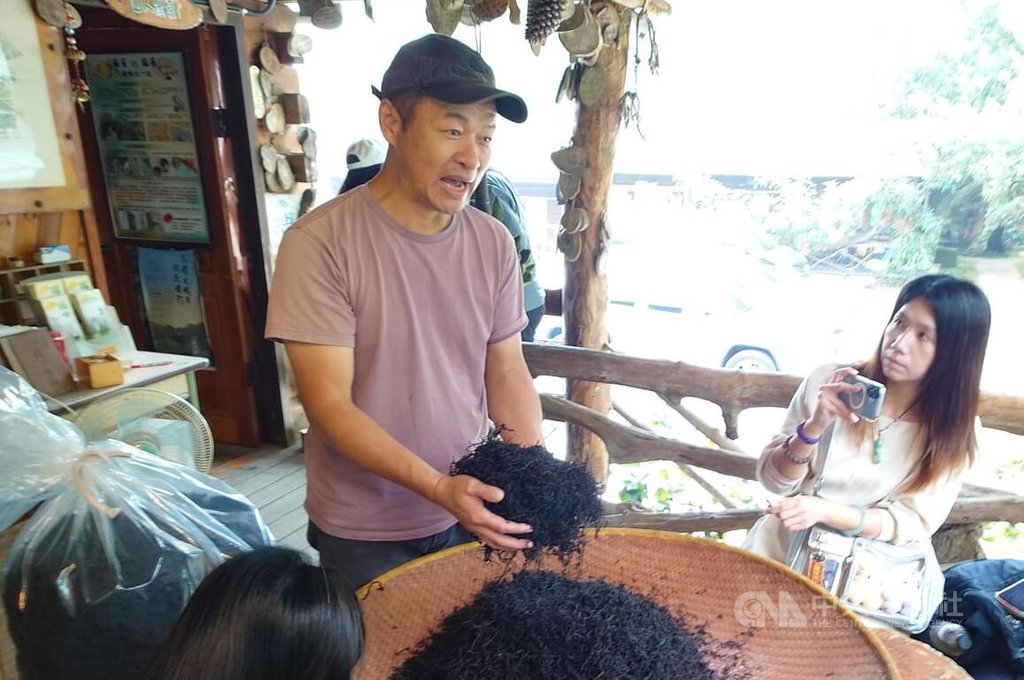 發展地方特色產業 嘉義瑞峰種植台灣原生山茶